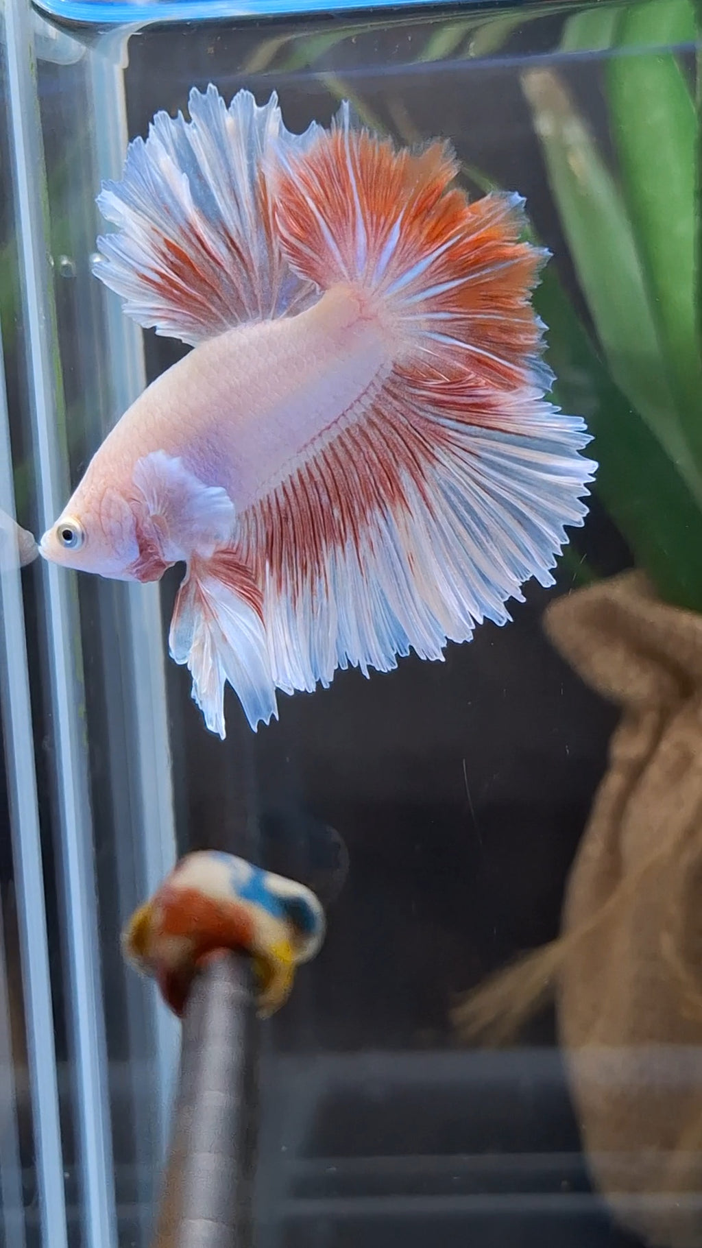 Feathertail Pink Butterfly Betta Fish Male