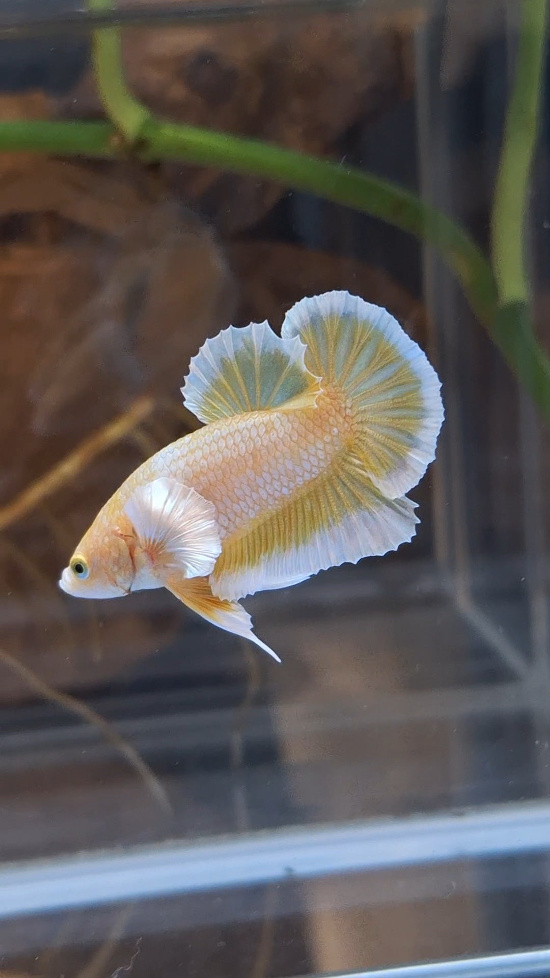 Gold Big Ear Butterfly Plakat Betta Fish Male