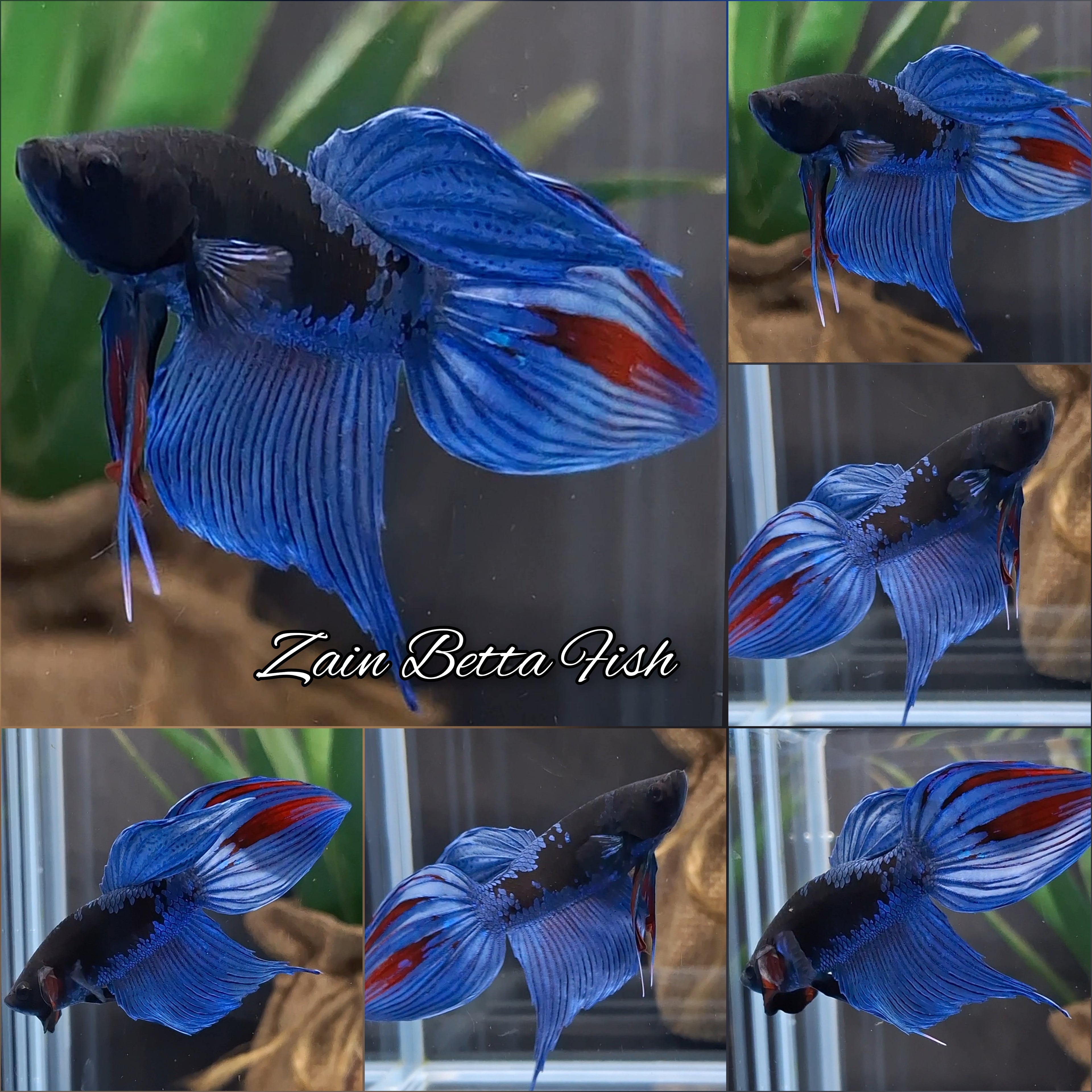 Veiltail Black Series Avatar Tricolor Rare Betta Fish Male