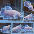King Feathertail Rose Dumbo Ear Female Betta Fish For Sorority / Breed