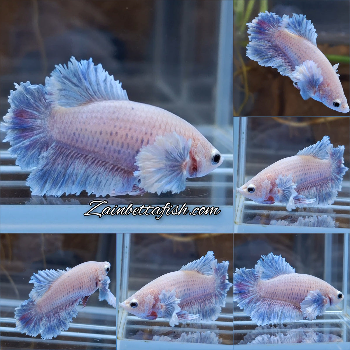 King Feathertail Rose Dumbo Ear Female Betta Fish For Sorority / Breed