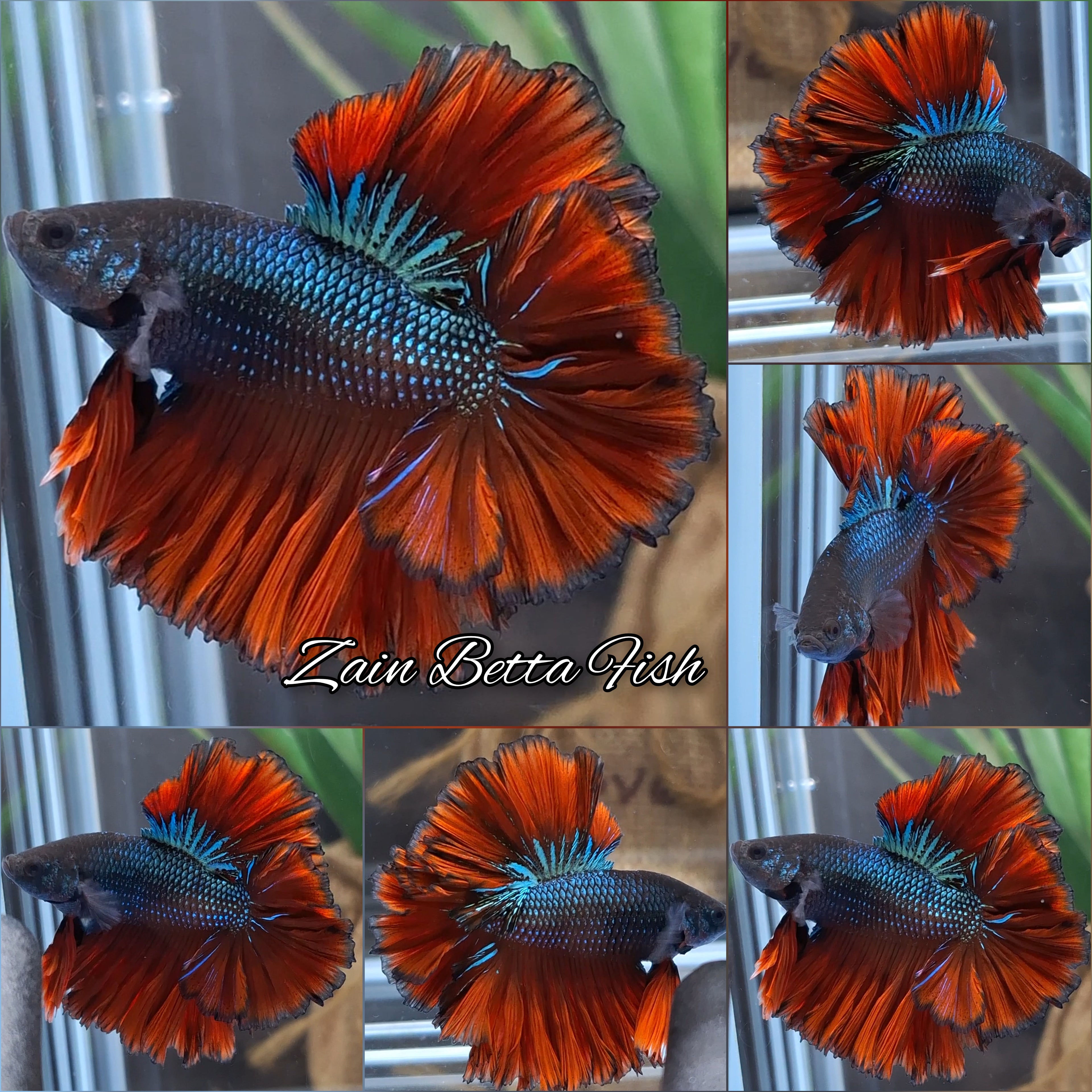 King Rosetail Halfmoon Red Emerald Betta Fish Male