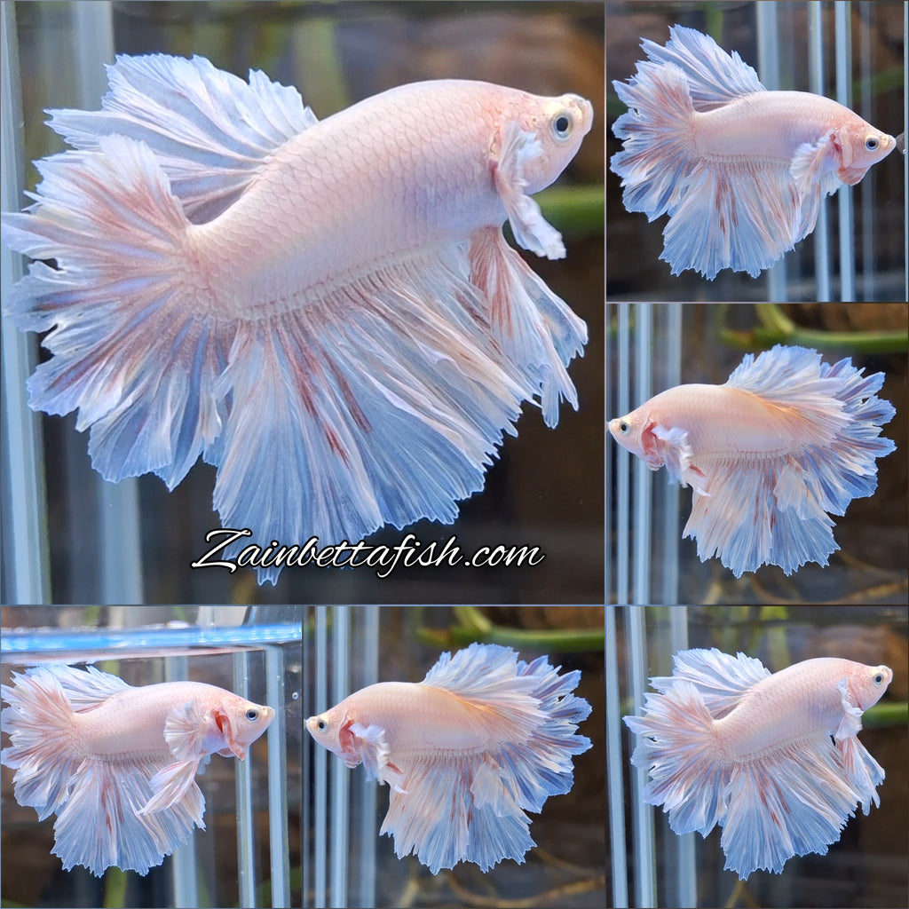 Junior King Feathertail Dumbo Ear Pink Betta Fish Male