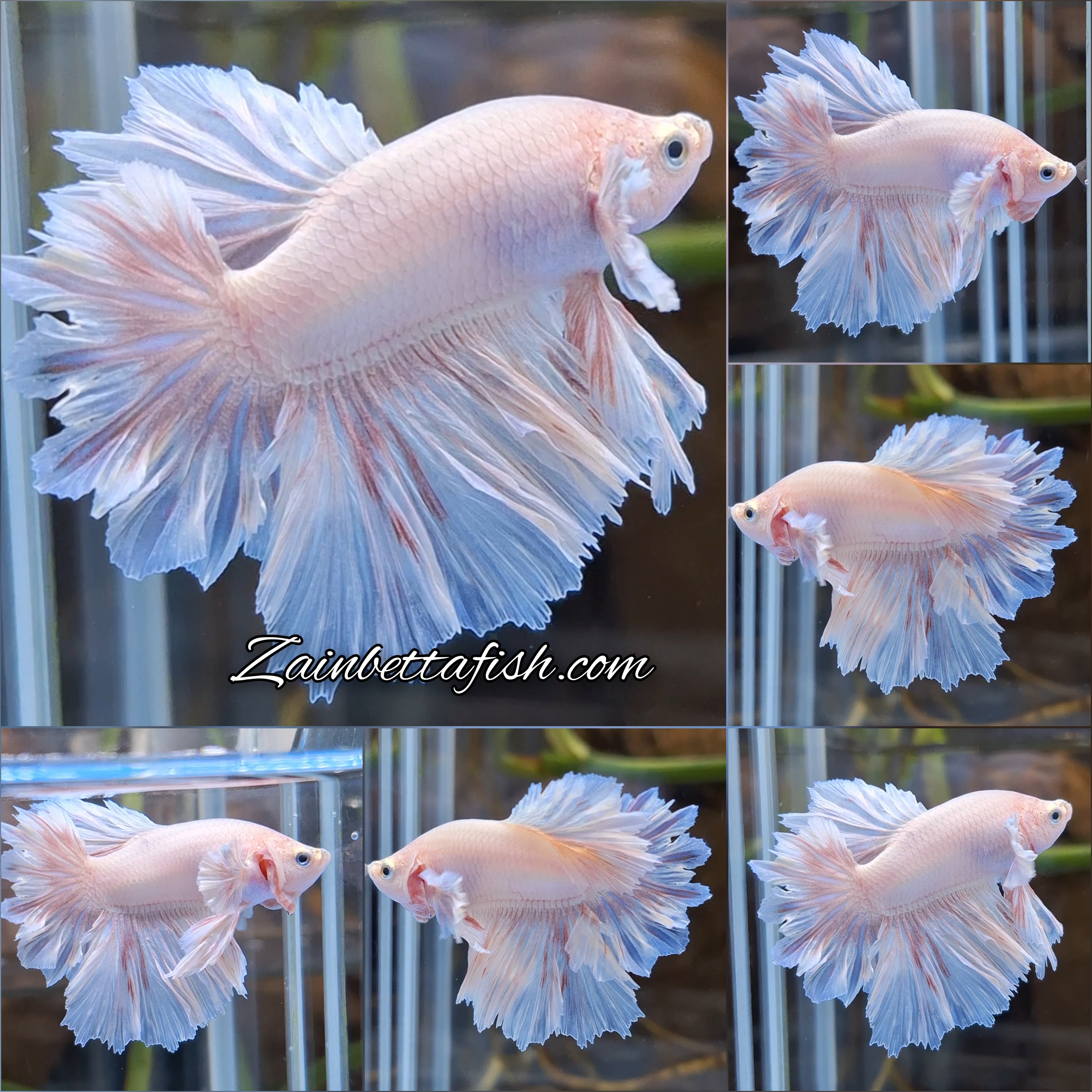 Junior King Feathertail Dumbo Ear Pink Betta Fish Male