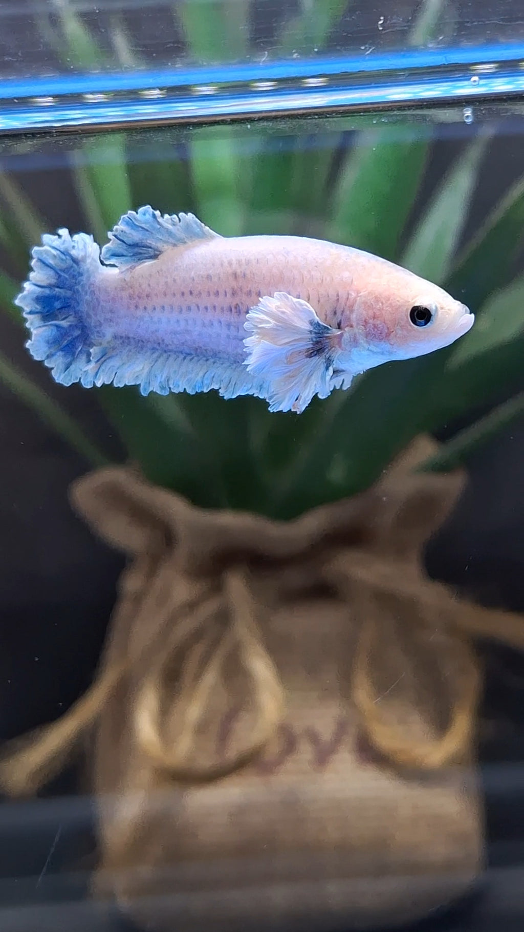 King Feathertail Rose Dumbo Ear Female Betta Fish For Sorority / Breed