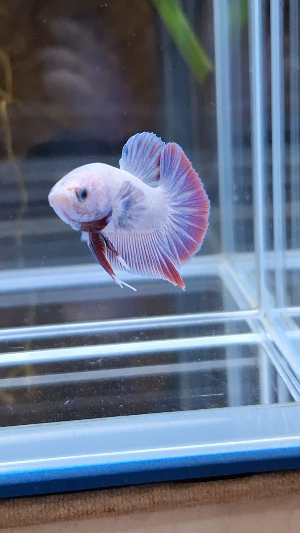 Hologram Aurora Pink Purple Plakat HMPK Rare Betta Fish Male