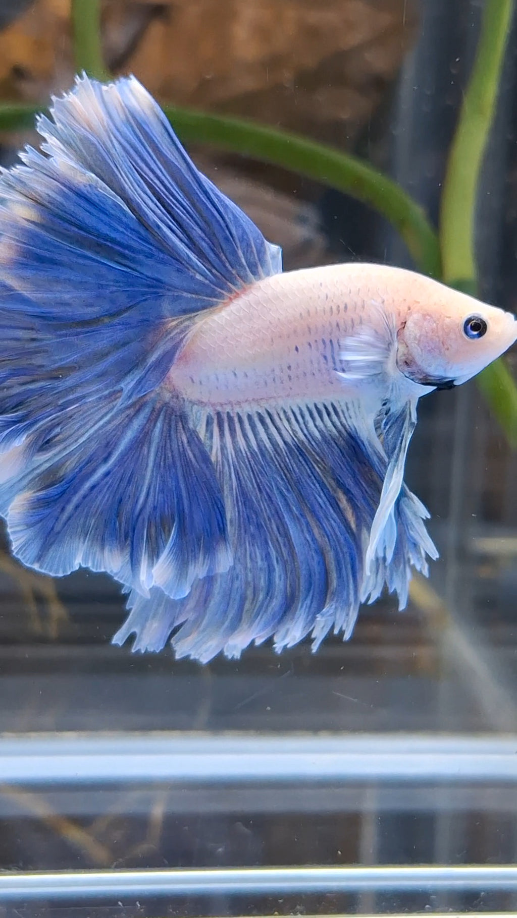 Over Halfmoon Feathertail Blue Sky Butterfly Large Size Rare Betta Fish Male
