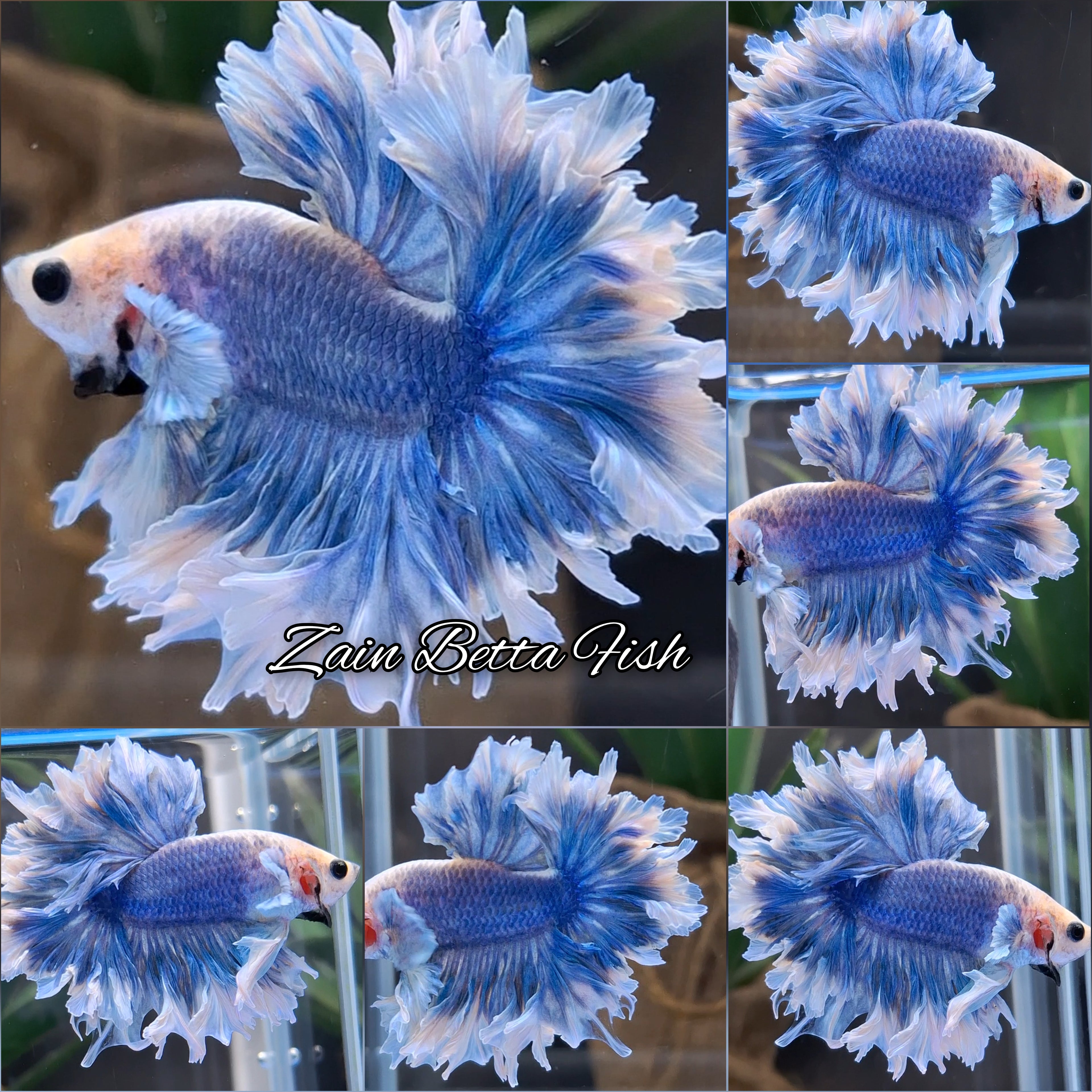 King Feathertail Big Ear Blue Sky Butterfly Rare Betta Fish Male