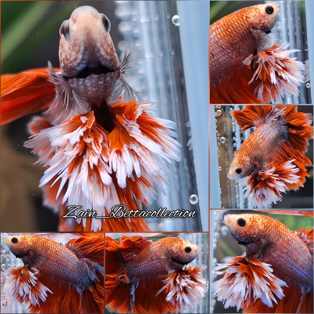 King Rosetail Red Super Premium Rare Betta Fish Male