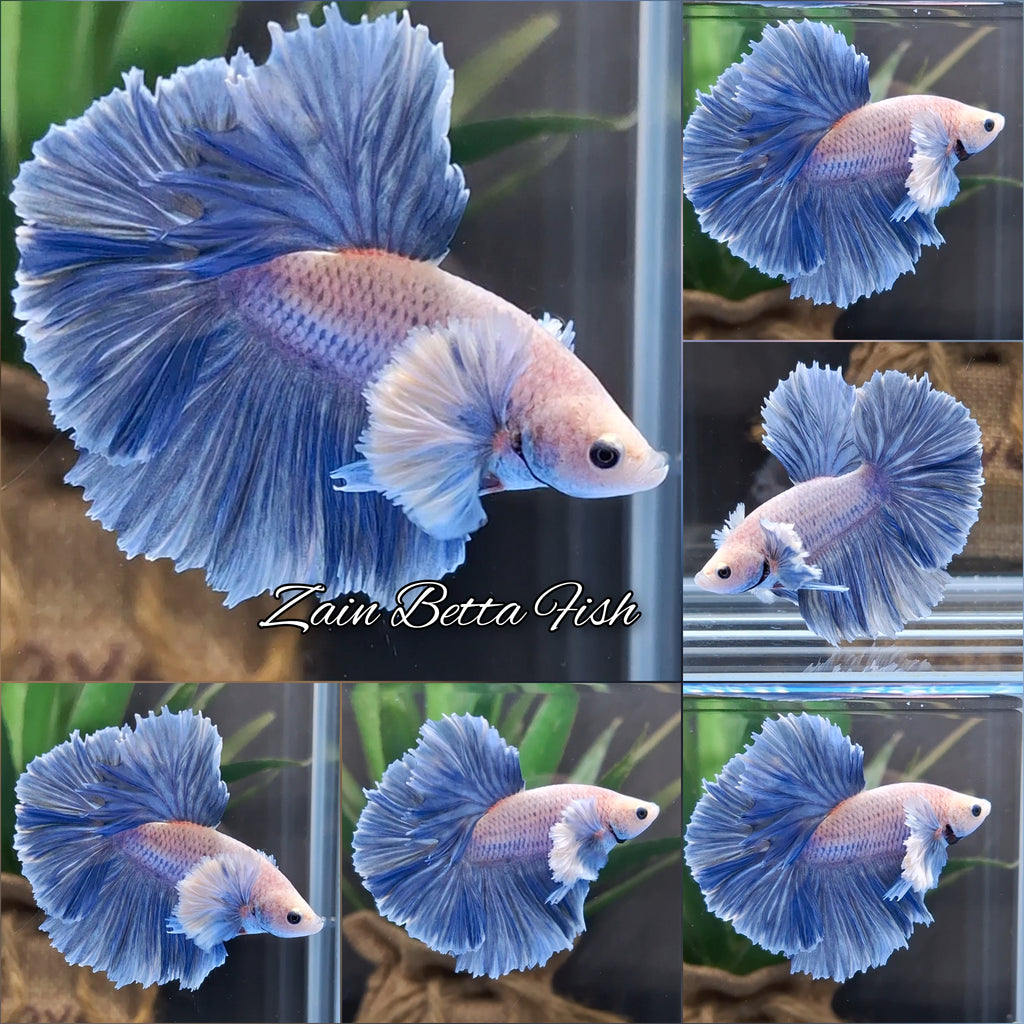 Halfmoon Rosetail Rose Dumbo Ear Grizzle Betta Fish Male