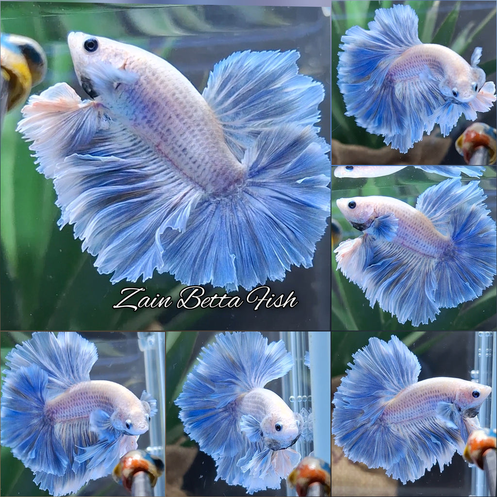 King Feathertail Grizzle Betta Fish Male