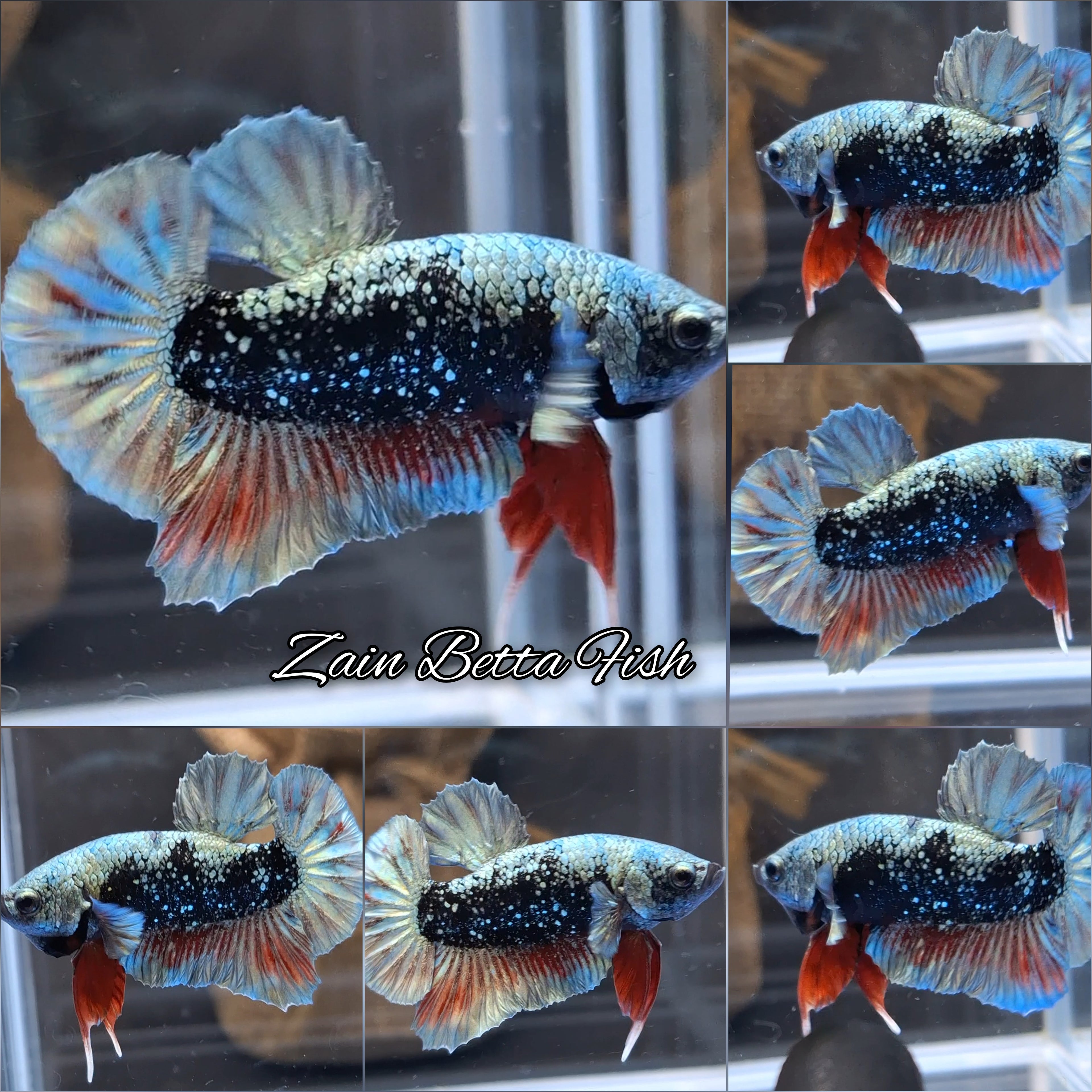 Avatar Copper Nebula HMPK Betta Fish Male