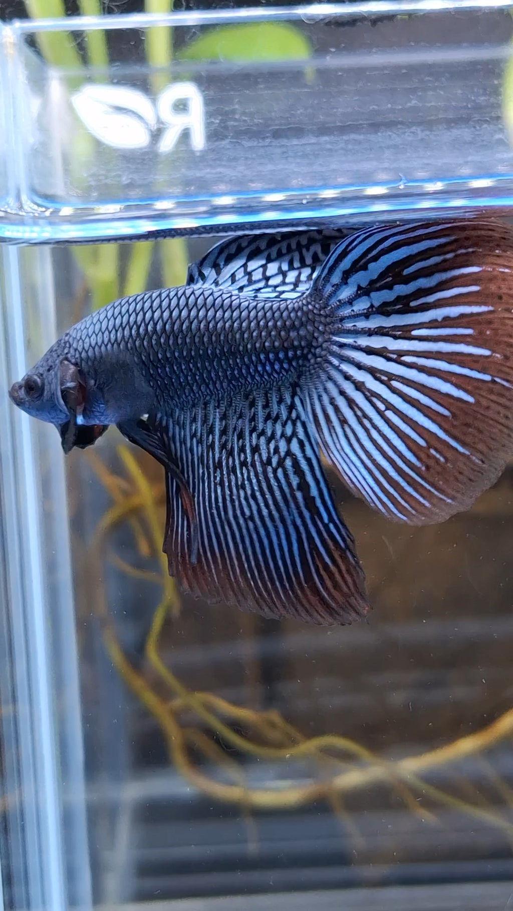 Alien Long Fins Rare Wild Betta Fish Male
