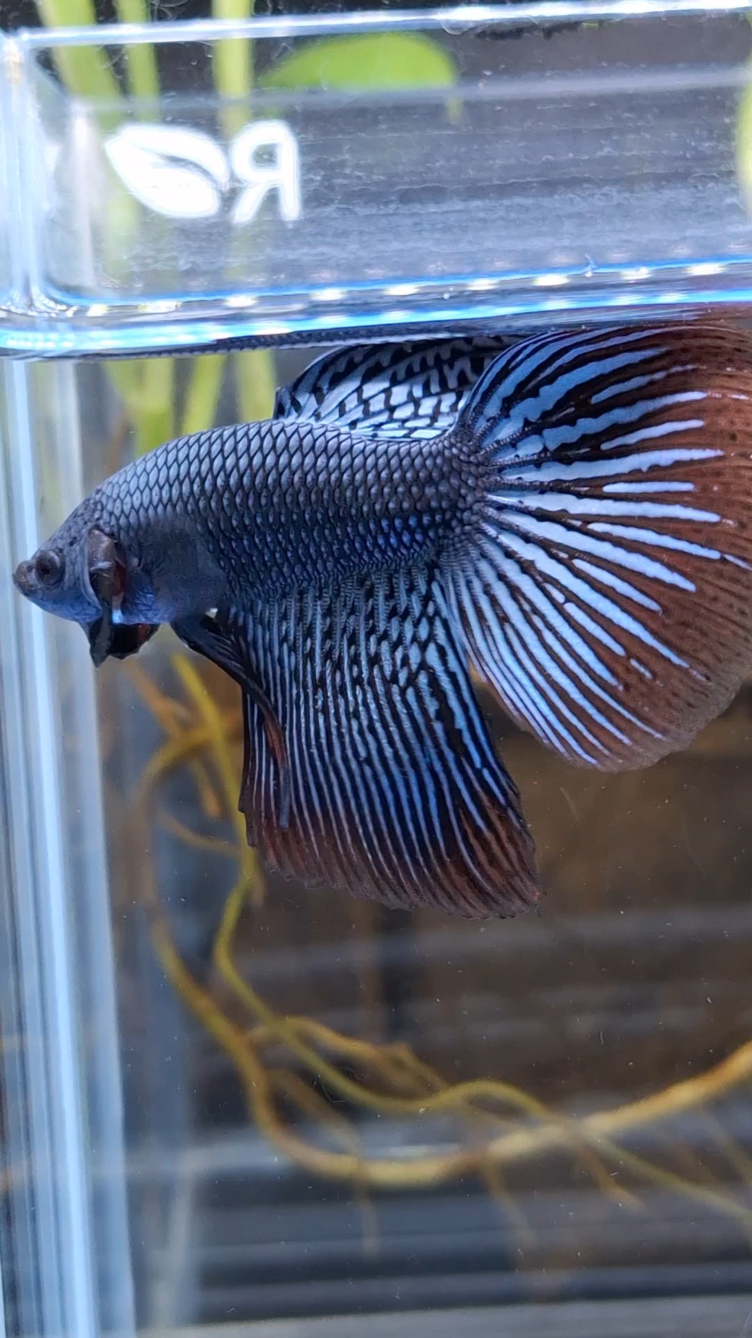 Alien Long Fins Rare Wild Betta Fish Male