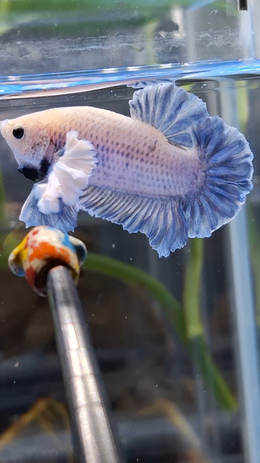 Rose Dumbo Ear Grizzle Plakat Betta Fish Male