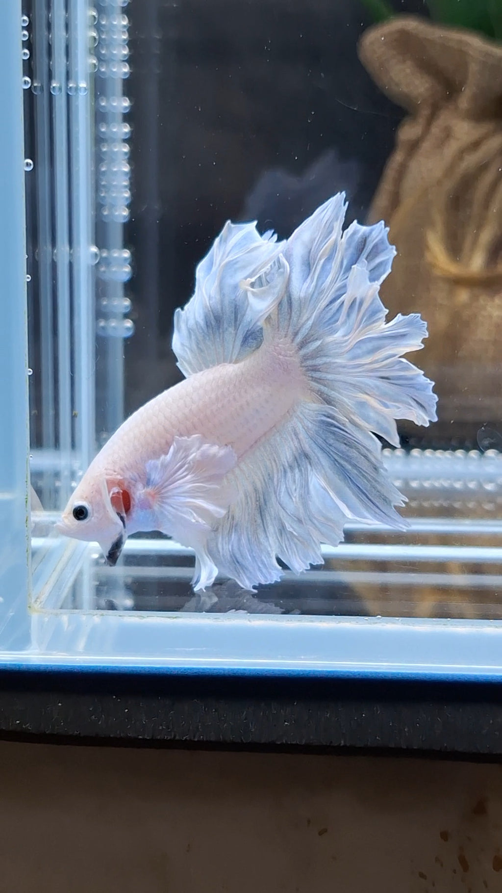 Halfmoon Feathertail Dumbo Ear Blue Sky Betta Fish Male