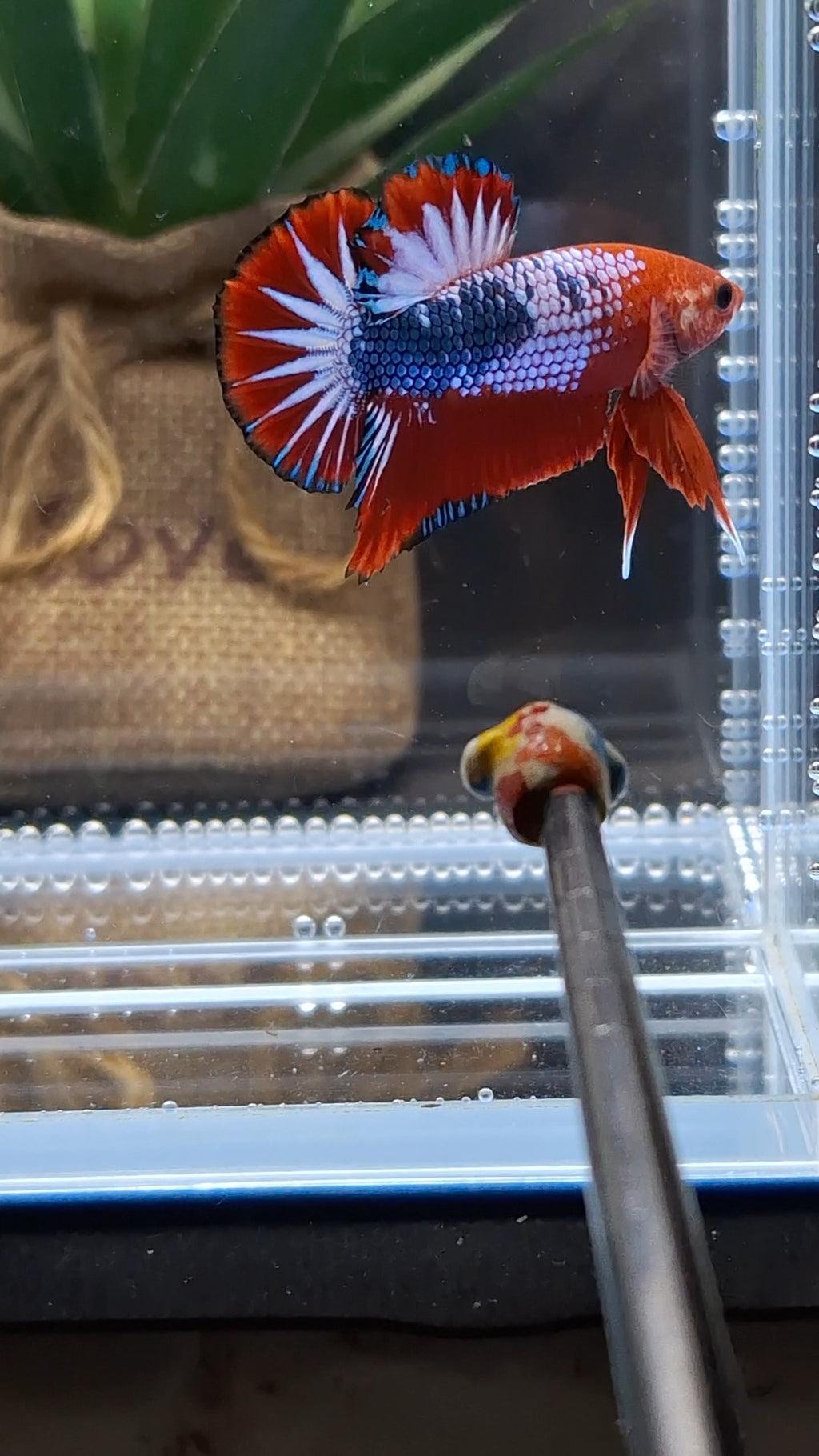 Red Fancy Star Tail White Scale Plakat HMPK Betta Fish Male