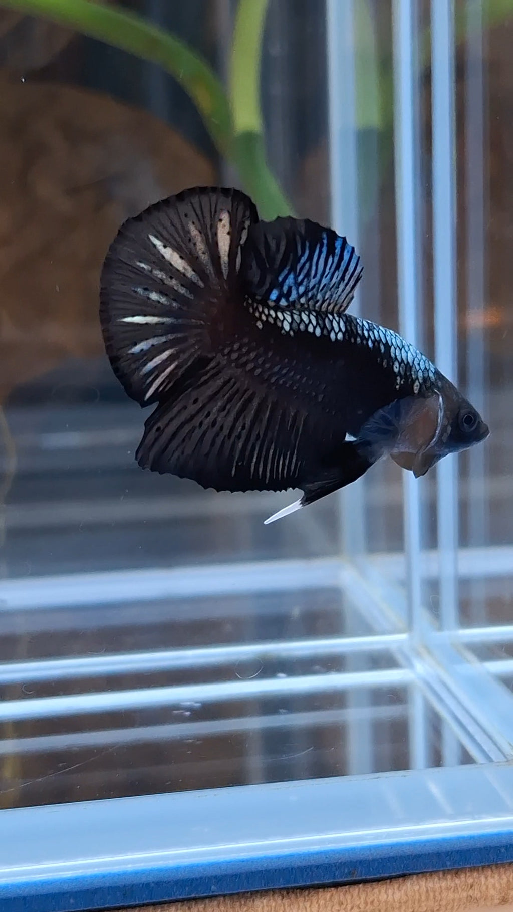 Samurai Plakat HMPK Betta Fish Male