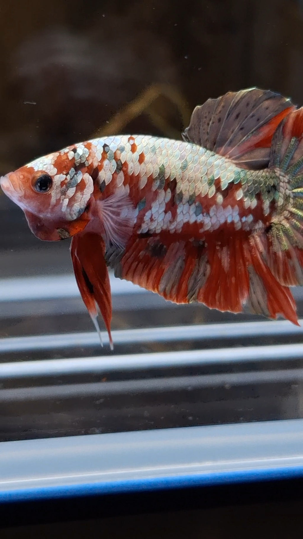 Red Koi Copper Gold Iron Man Plakat HMPK Betta Fish Male