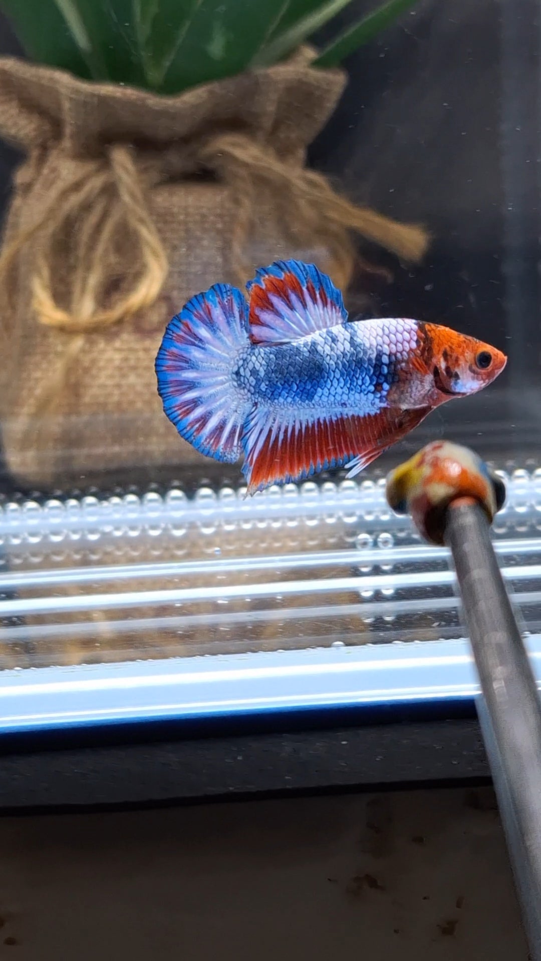 Fancy White Scale Plakat HMPK Betta Fish Male