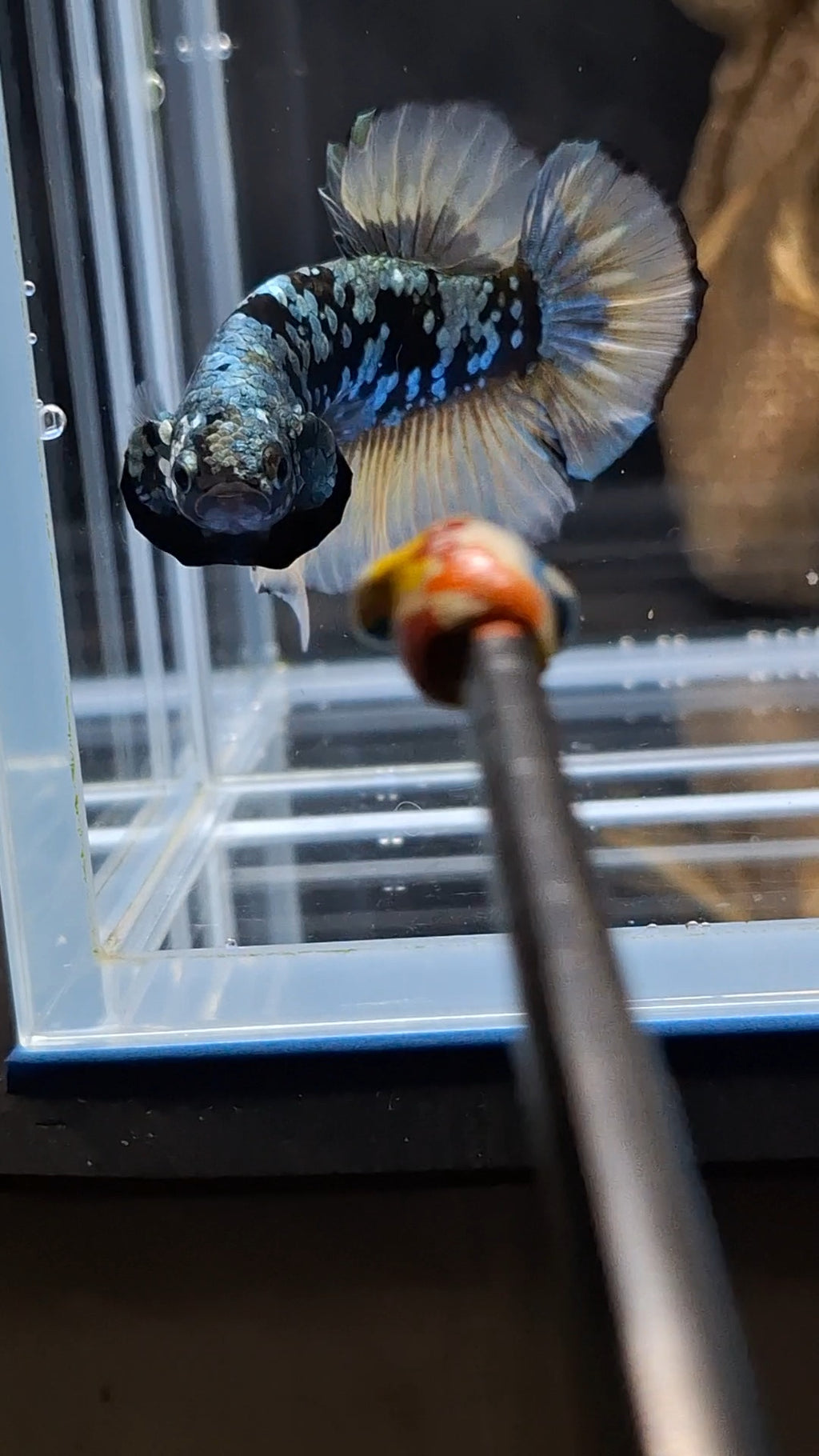 Yellow Copper Gold Avatar Plakat HMPK Betta Fish Male