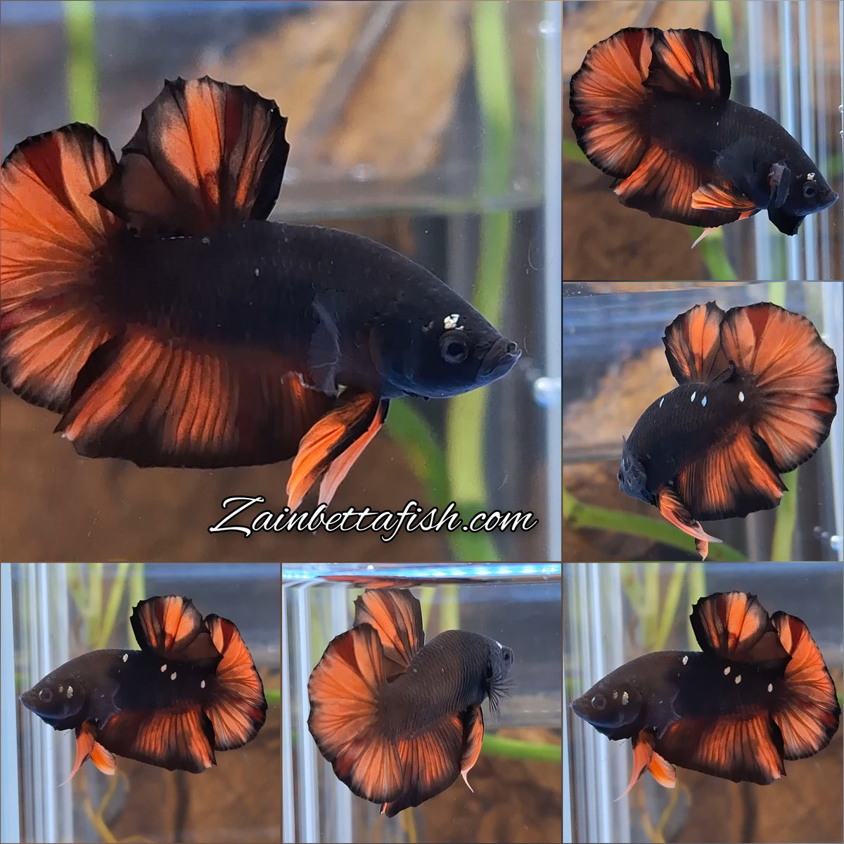 Avatar Nemo Copper Gold Black Variation Plakat HMPK Betta Fish Male