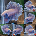 Feathertail Dumbo Premium Betta Fish Male