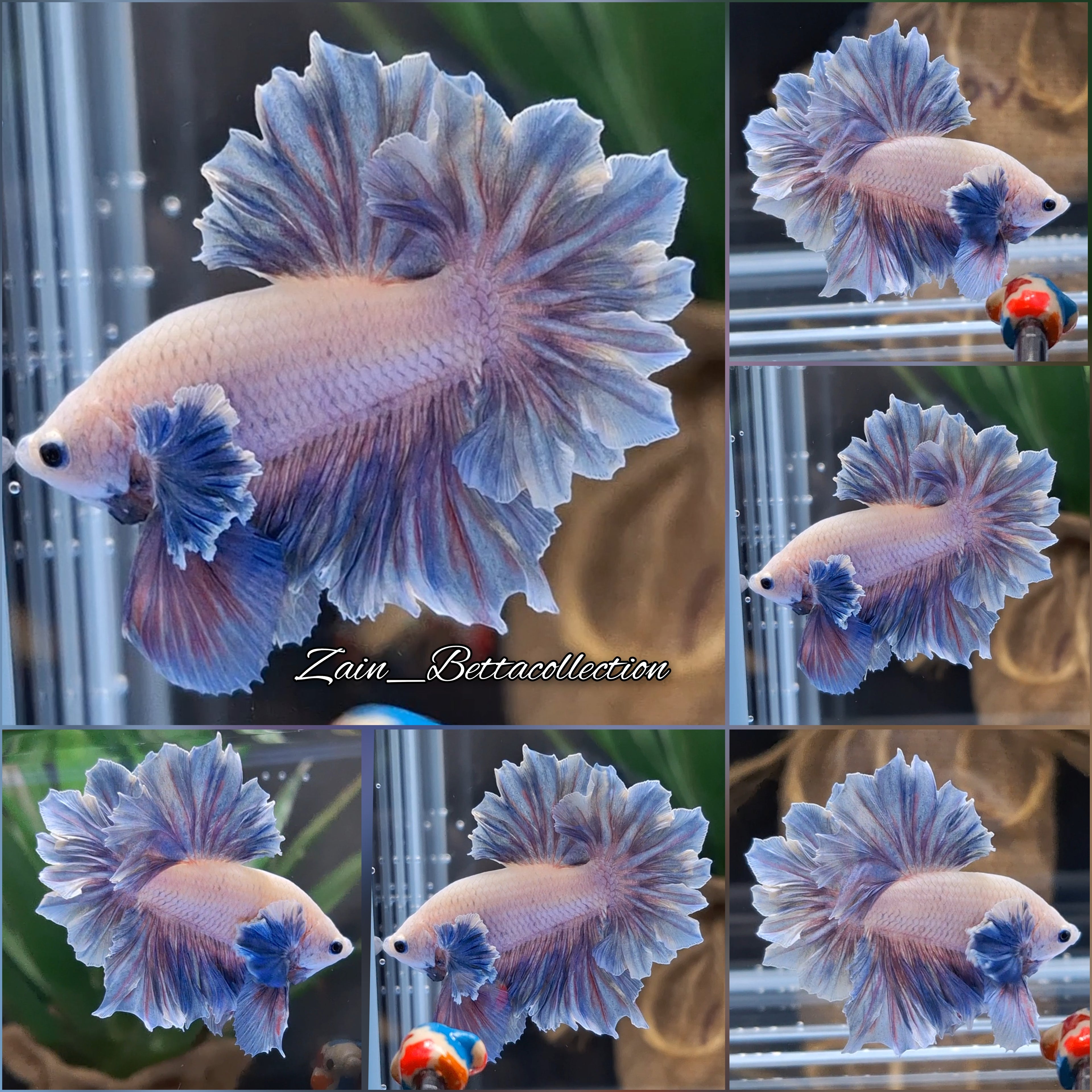 Feathertail Dumbo Premium Betta Fish Male