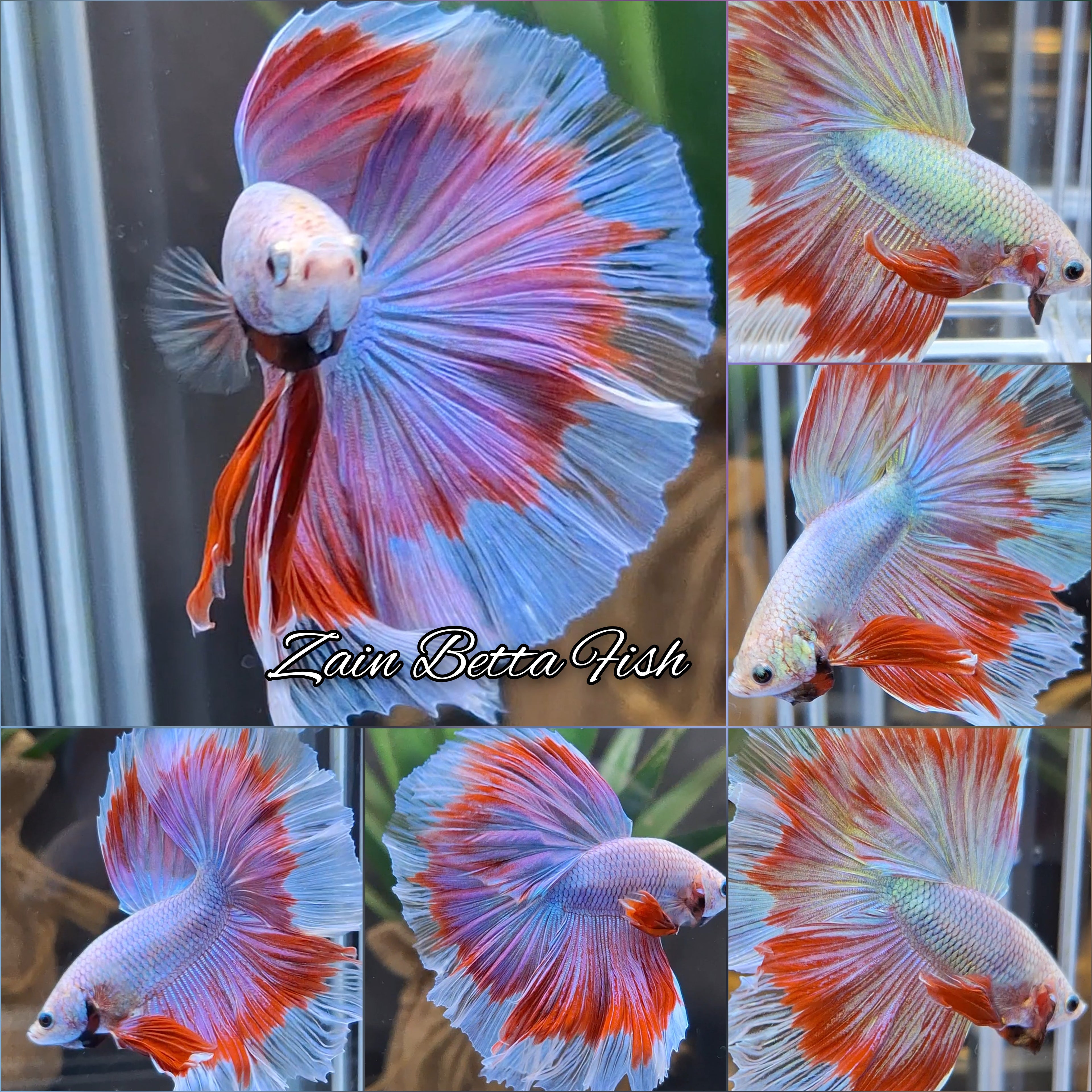 Halfmoon Purple Aurora Shimmer Color Butterfly Rare Betta Fish Male