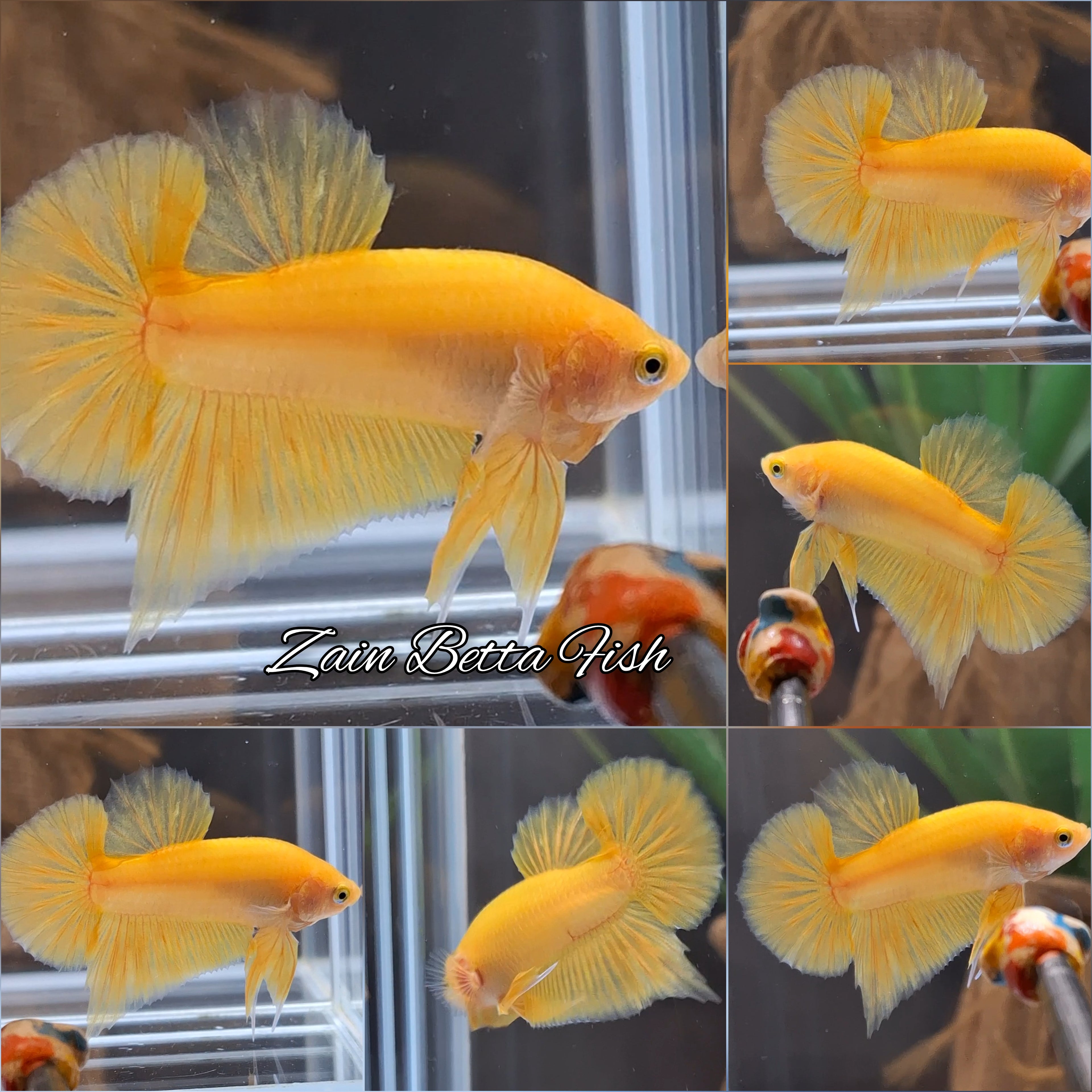 Junior Yellow Solid Color Plakat HMPK Betta Fish Male