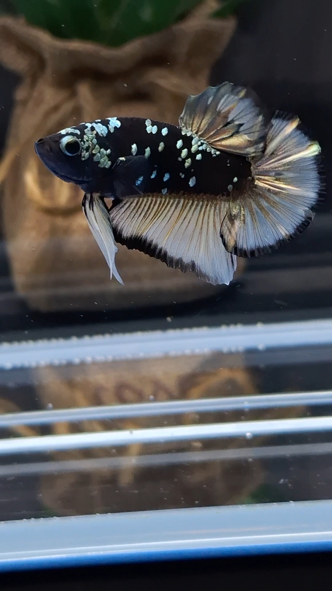 Avatar Yellow Copper Gold Plakat HMPK Betta Fish Male
