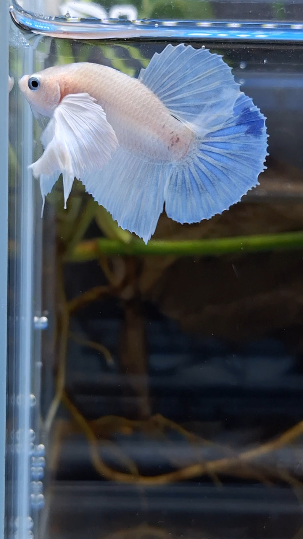 Dumbo Ear White Unicorn Plakat HMPK Betta Fish Male
