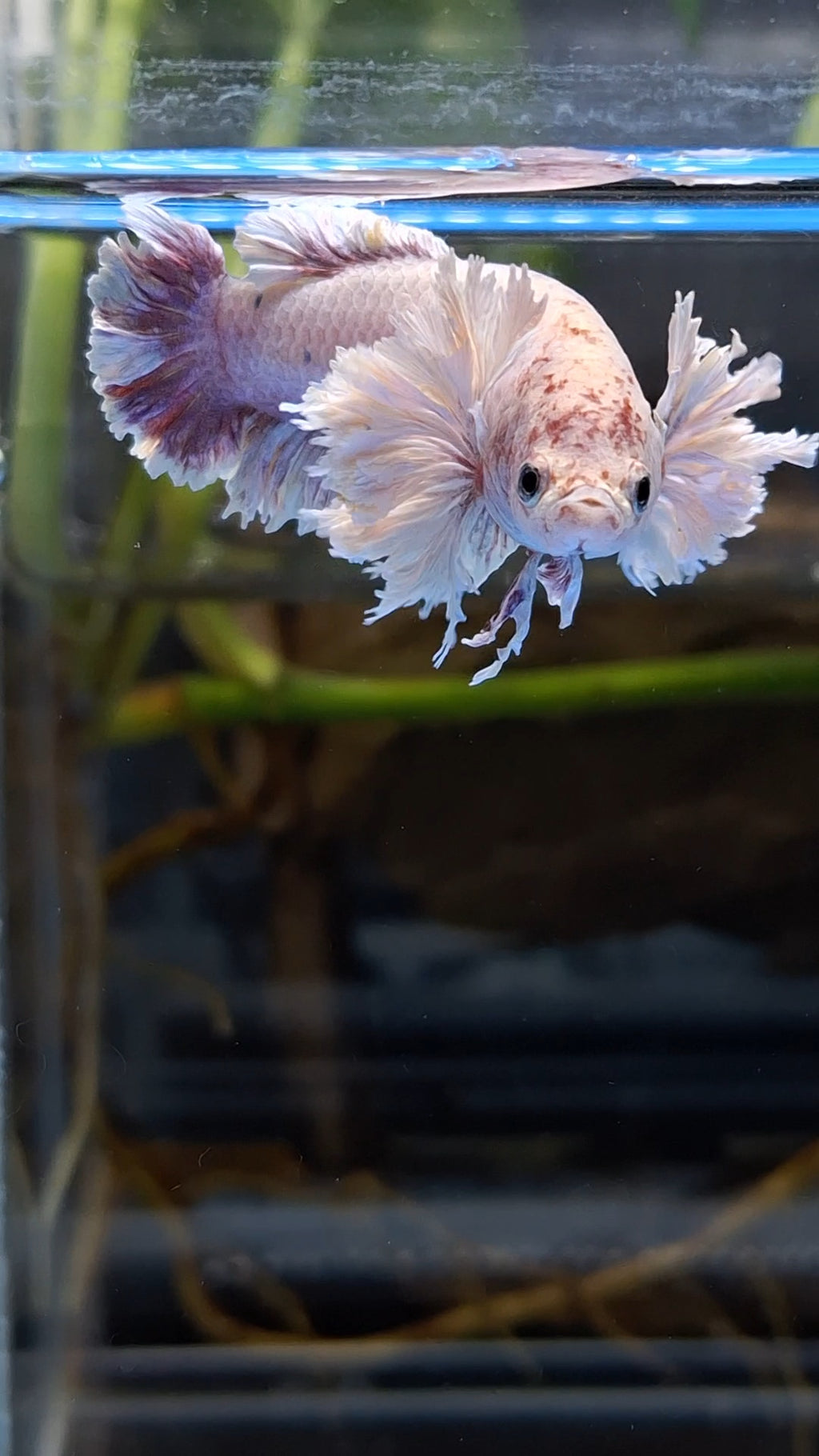 King Feathertail Rose Dumbo Ear Purple Pink Female Rare Betta Fish For Sorority / Breed