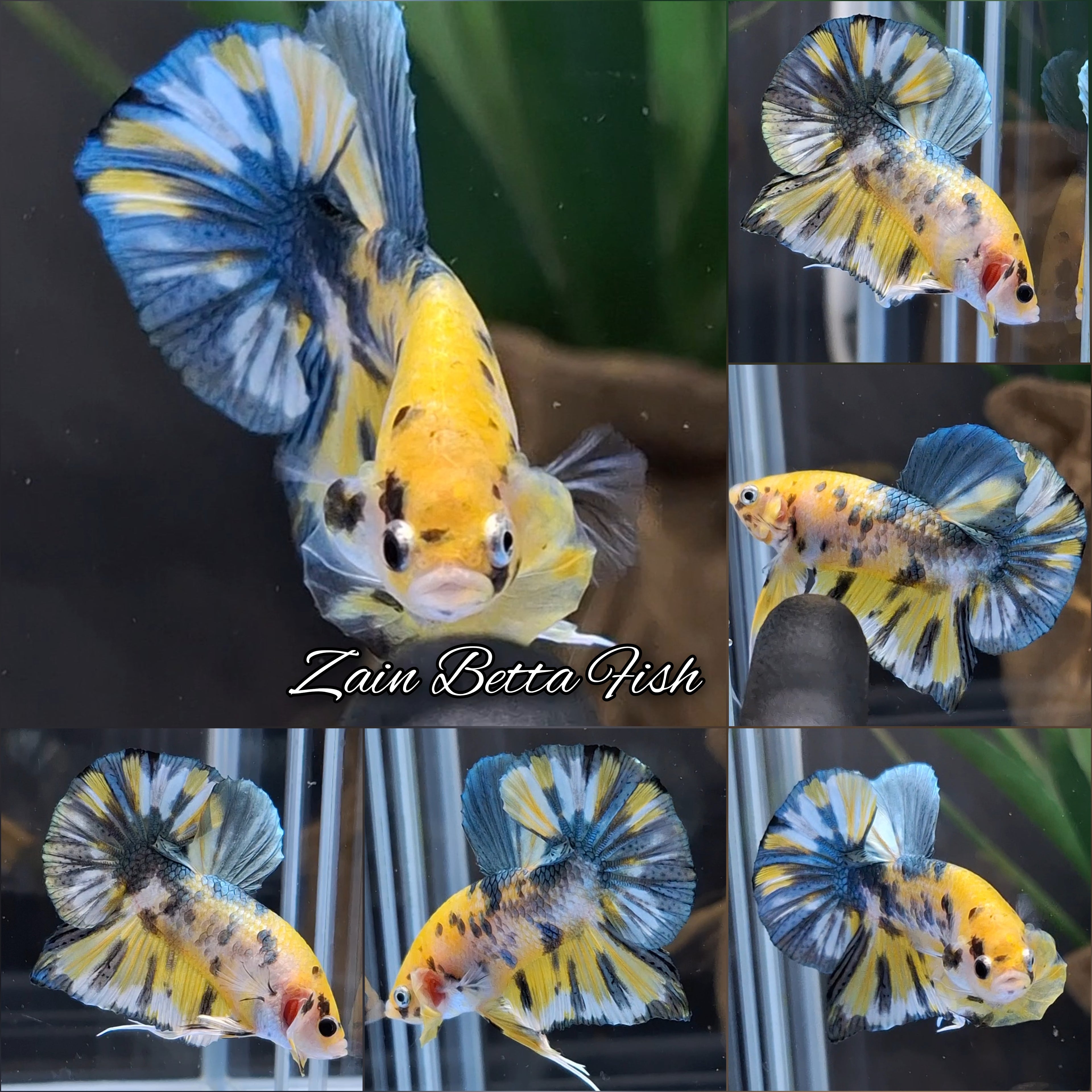 Yellow Candy Copper Variant HMPK Betta Fish Male