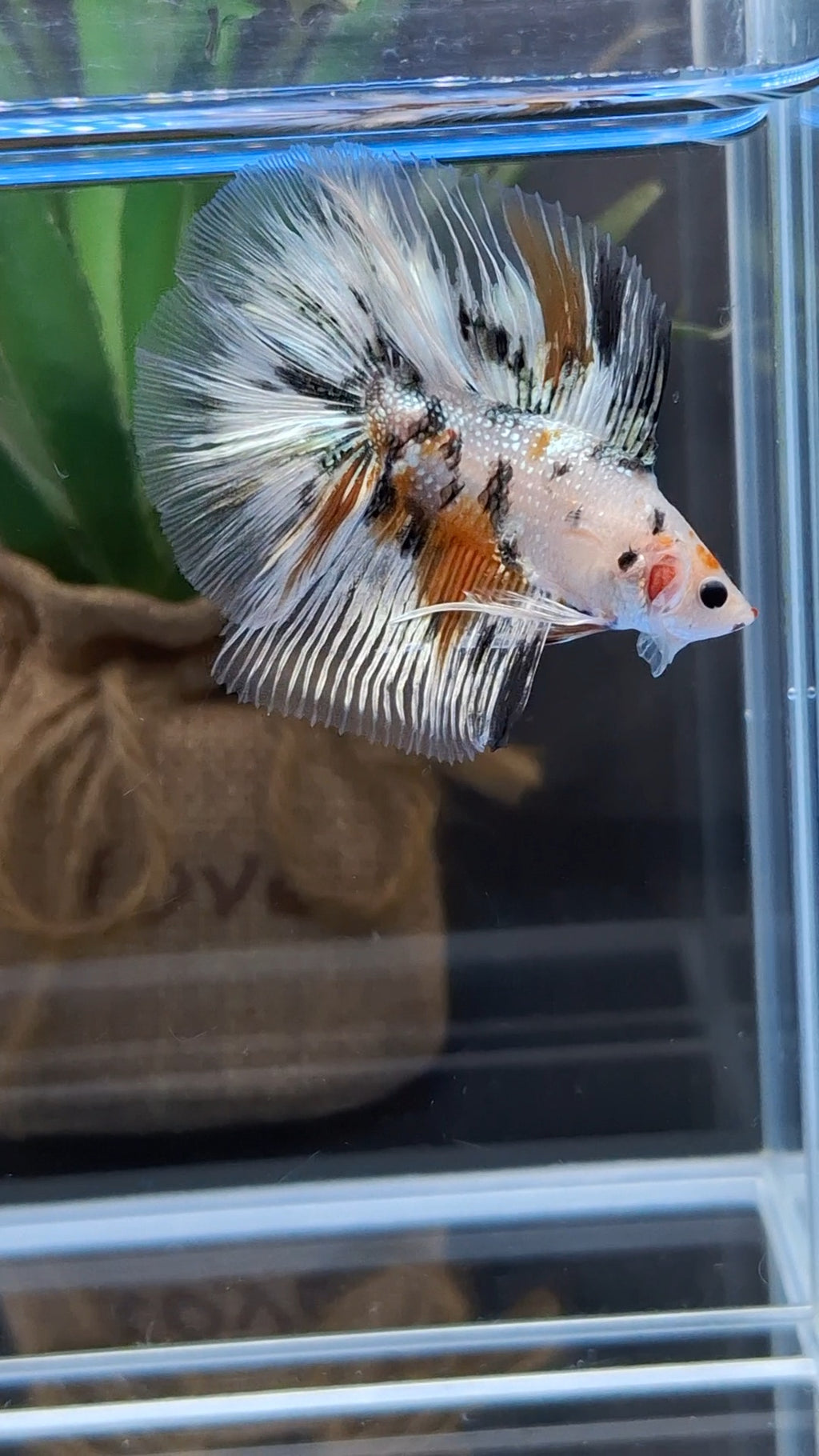 Halfmoon Double Tail Candy Copper Premium Betta Fish Male