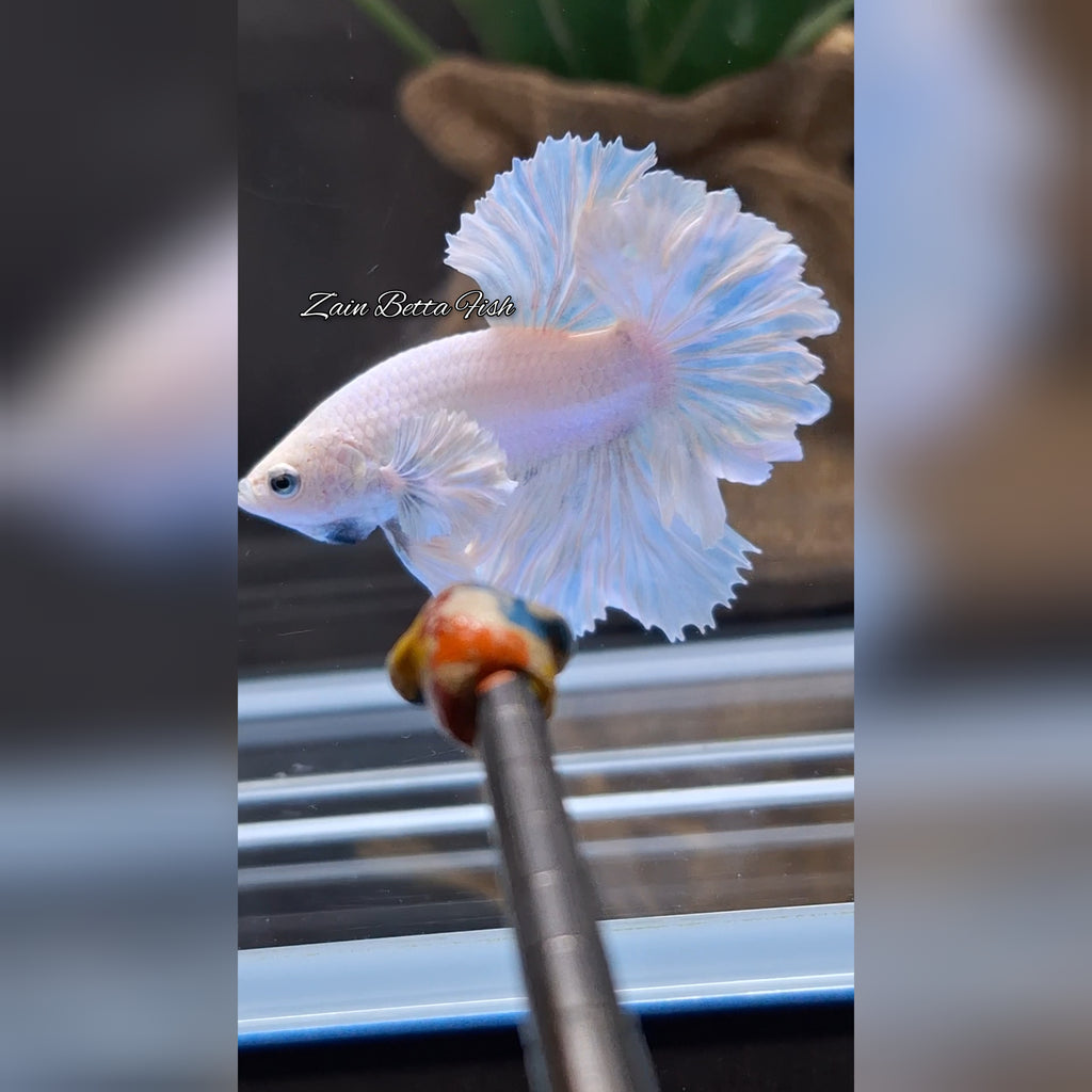 King Feathertail Dumbo Ear White Unicorn Premium Rare Betta Fish Male