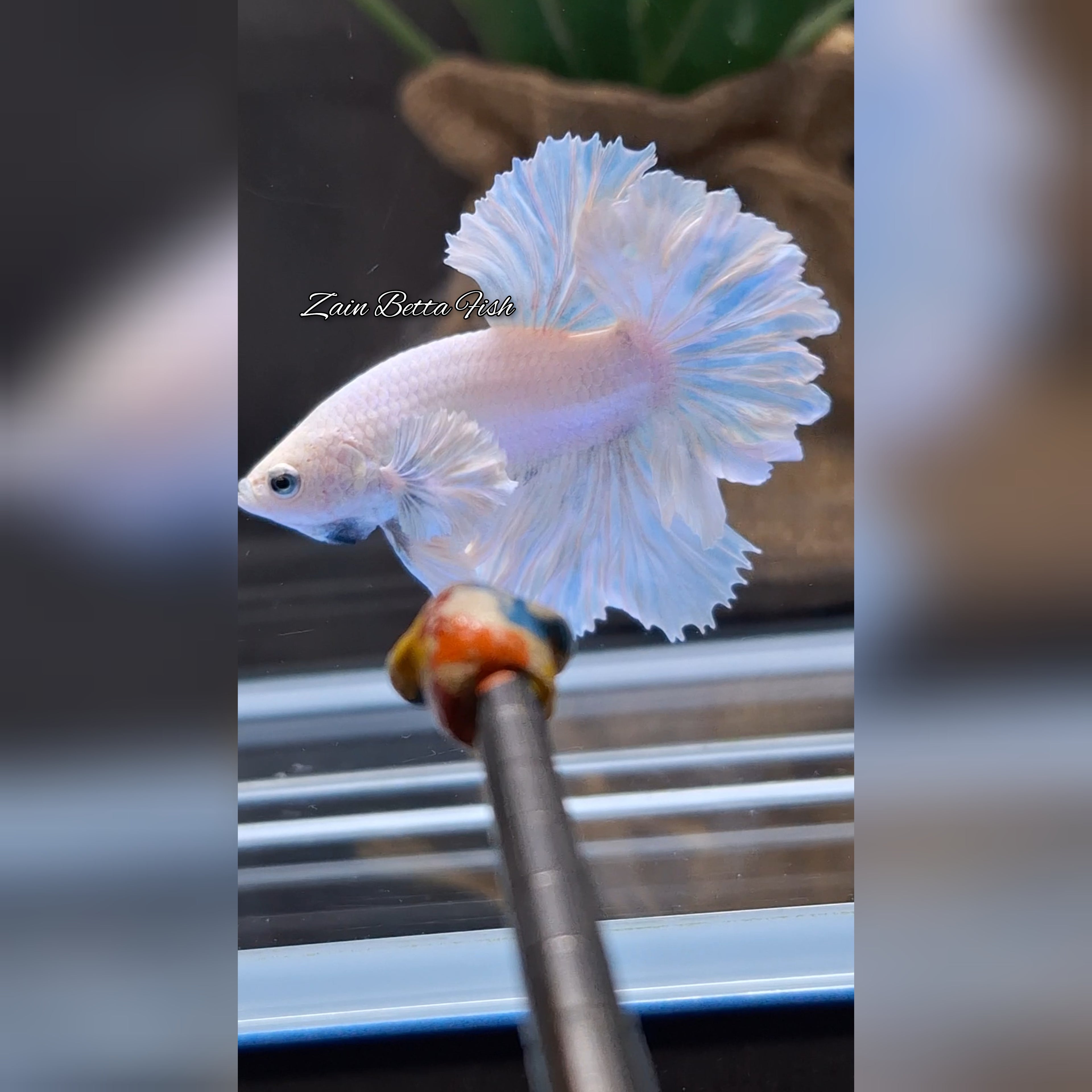King Feathertail Dumbo Ear White Unicorn Premium Rare Betta Fish Male