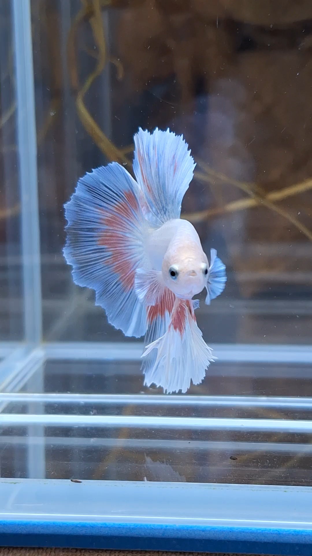 Halfmoon Pink Butterfly Betta Fish Male