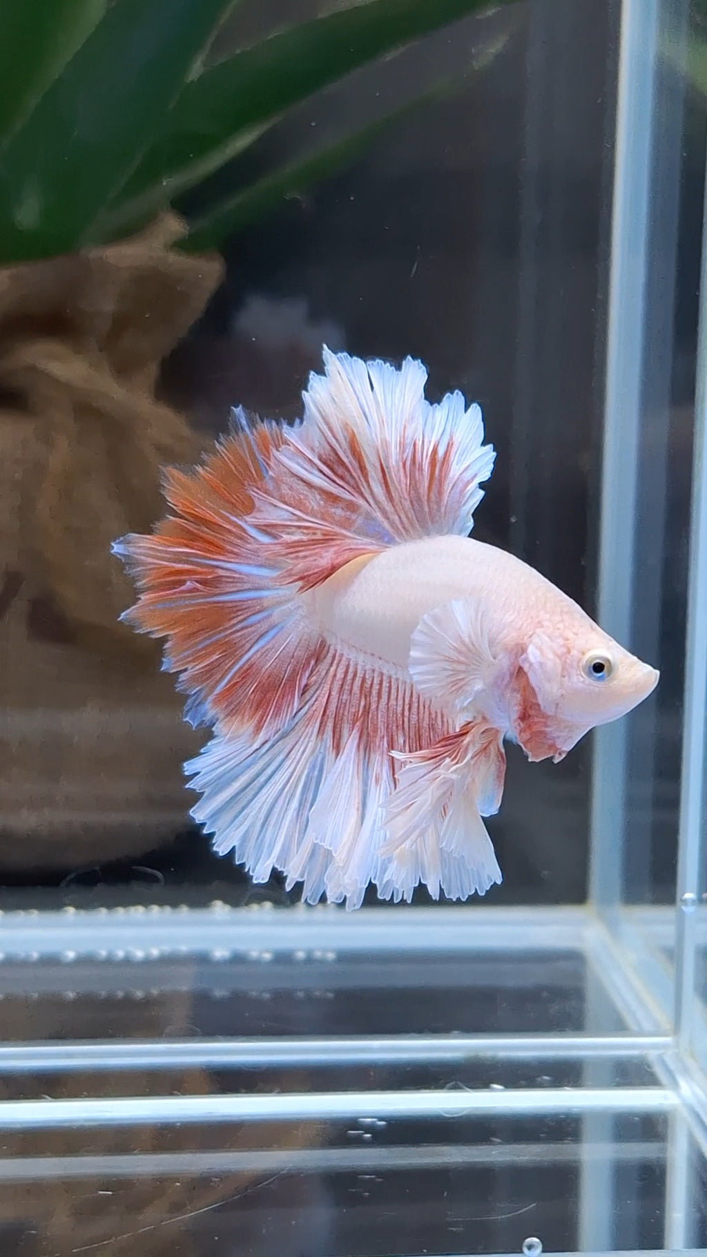 Feathertail Pink Butterfly Betta Fish Male