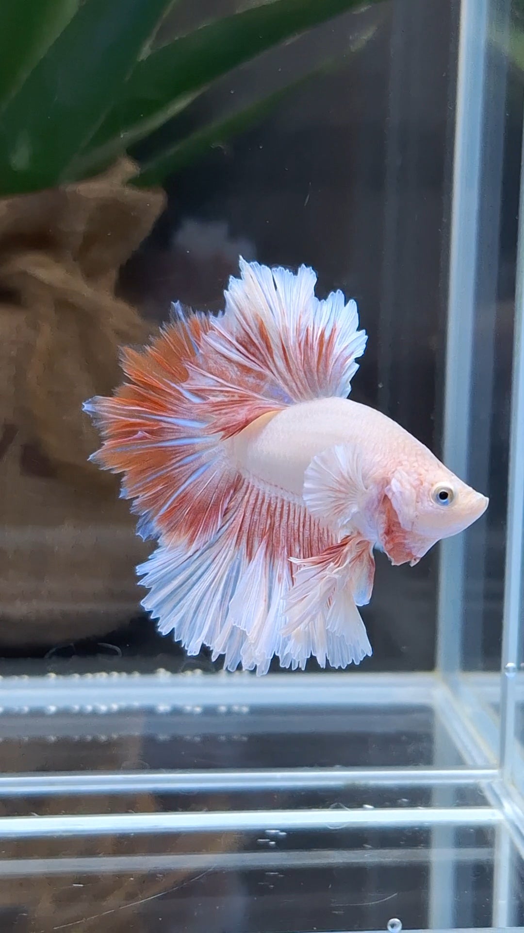 Feathertail Pink Butterfly Betta Fish Male