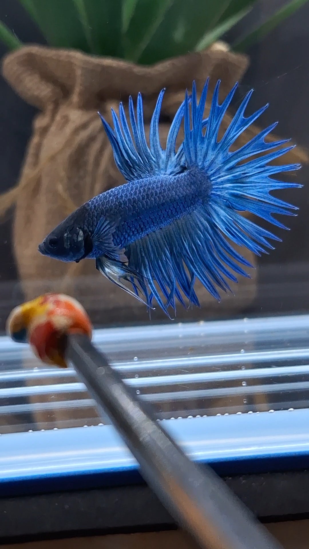 Crowntail Blue Betta Fish Male