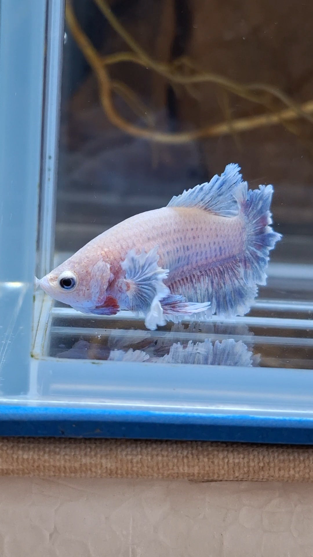 King Feathertail Rose Dumbo Ear Female Betta Fish For Sorority / Breed