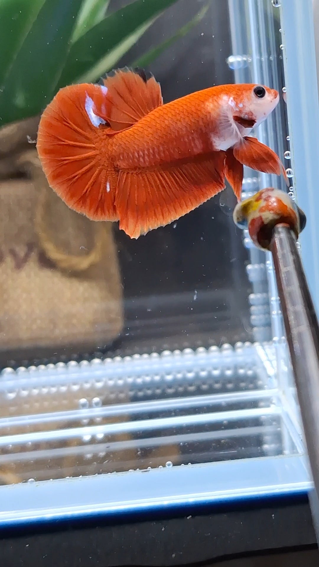 Hellboy Red Monkey Face Plakat HMPK Betta Fish Male