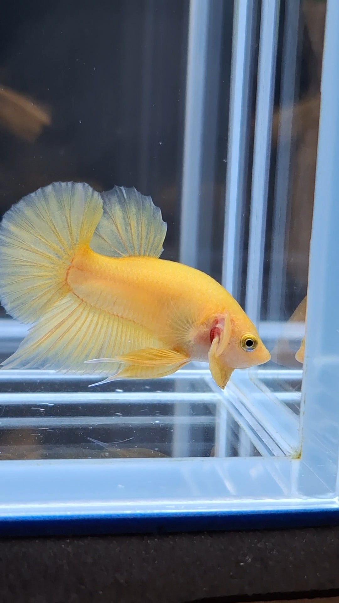 Junior Yellow Solid Color Plakat HMPK Betta Fish Male