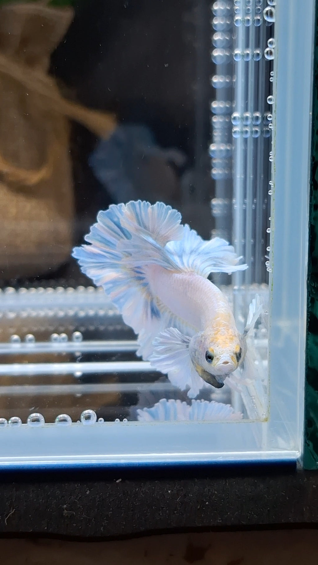 Junior King Feathertail Dumbo Ear Blue Sky Betta Fish Male