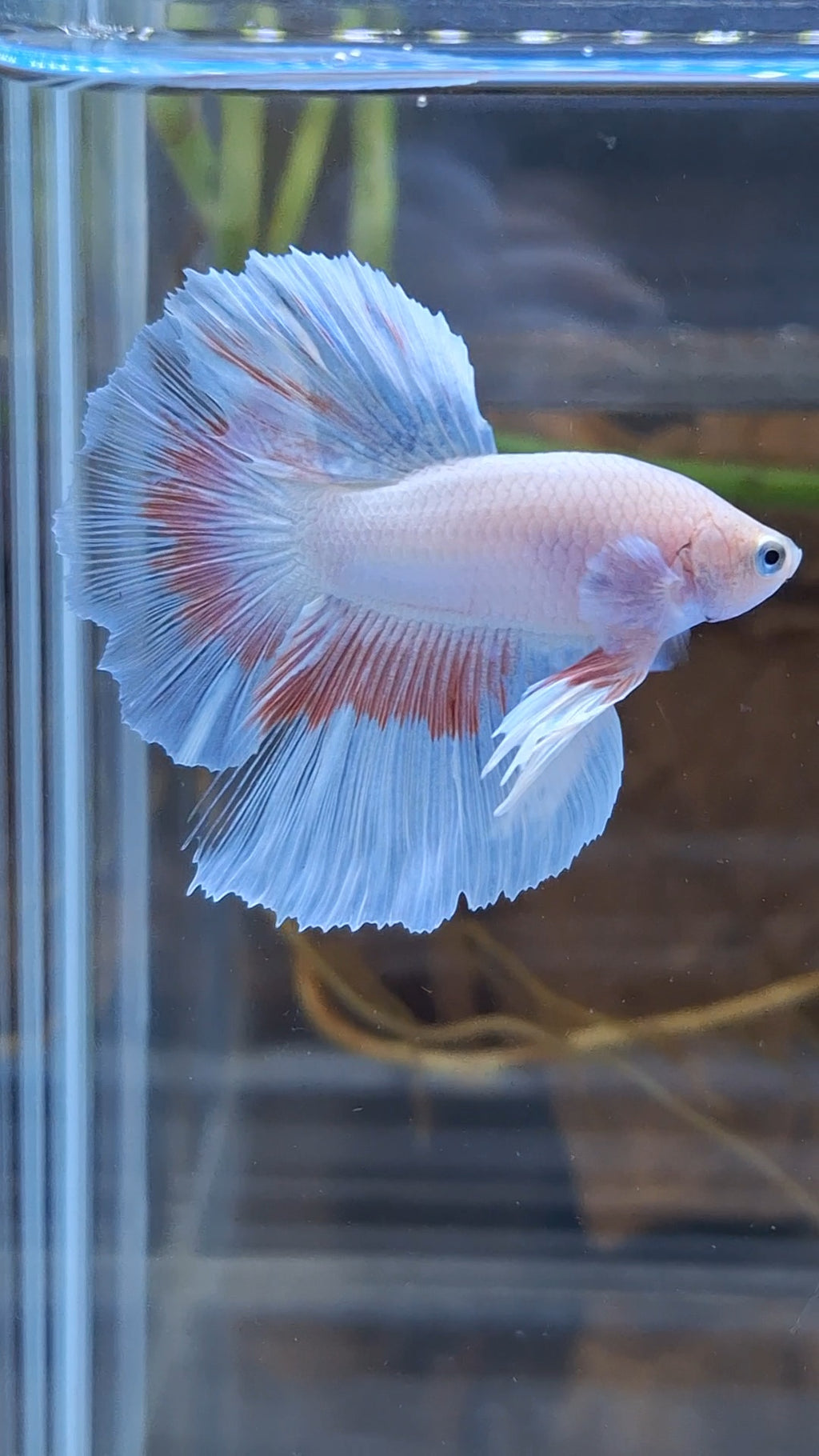 Halfmoon Pink Butterfly Betta Fish Male