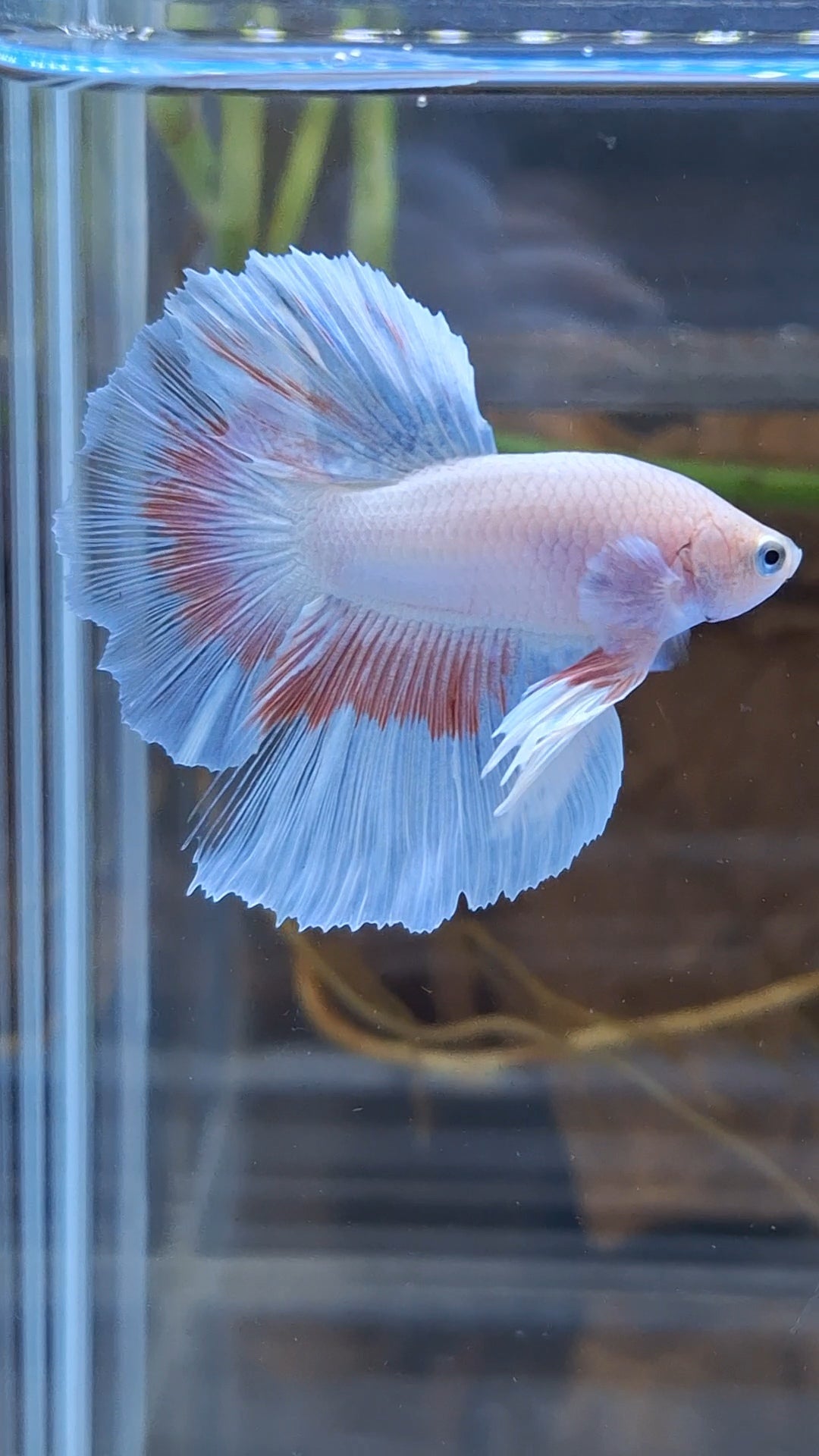 Halfmoon Pink Butterfly Betta Fish Male