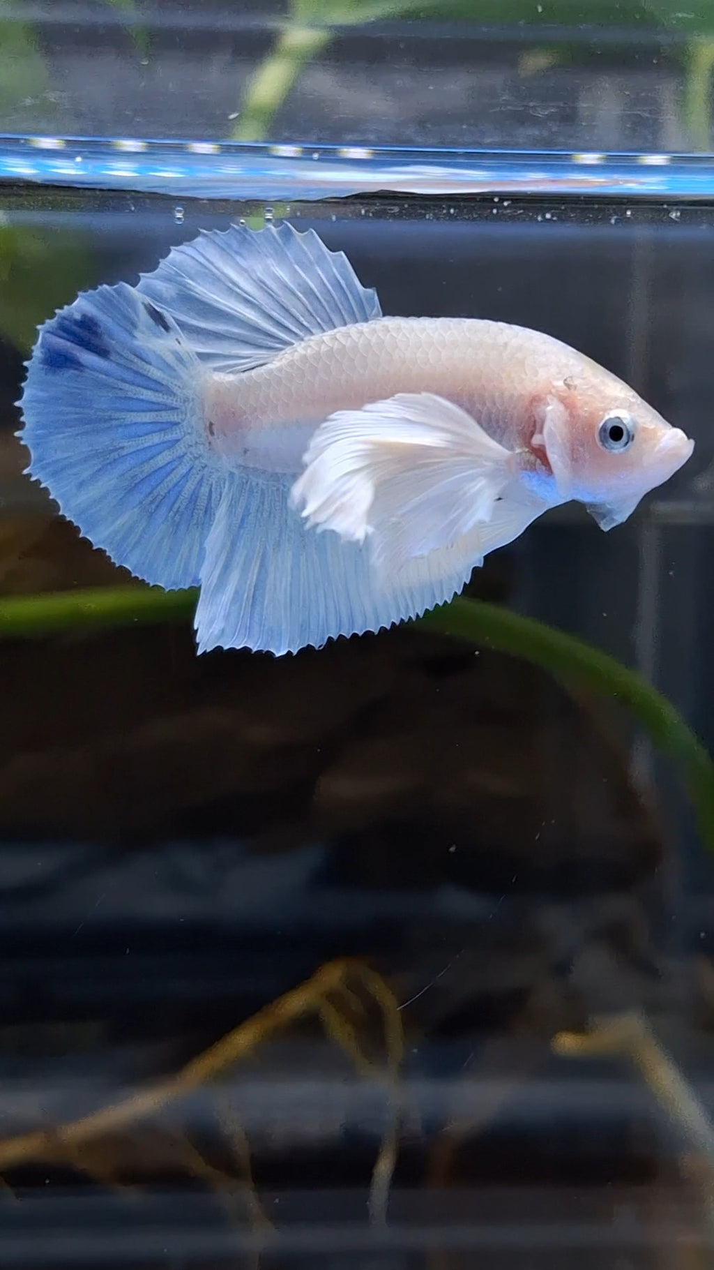 Dumbo Ear White Unicorn Plakat HMPK Betta Fish Male
