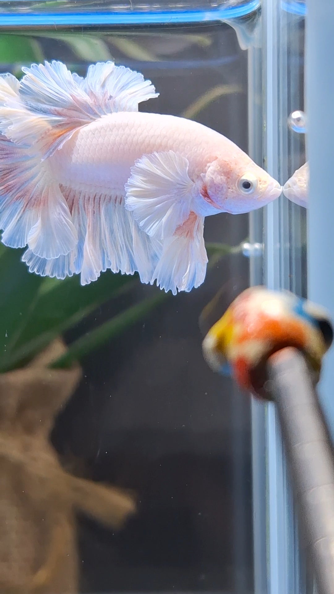 King Feathertail Pink Butterfly Dumbo Ear Junior Rose Ear Betta Fish Male
