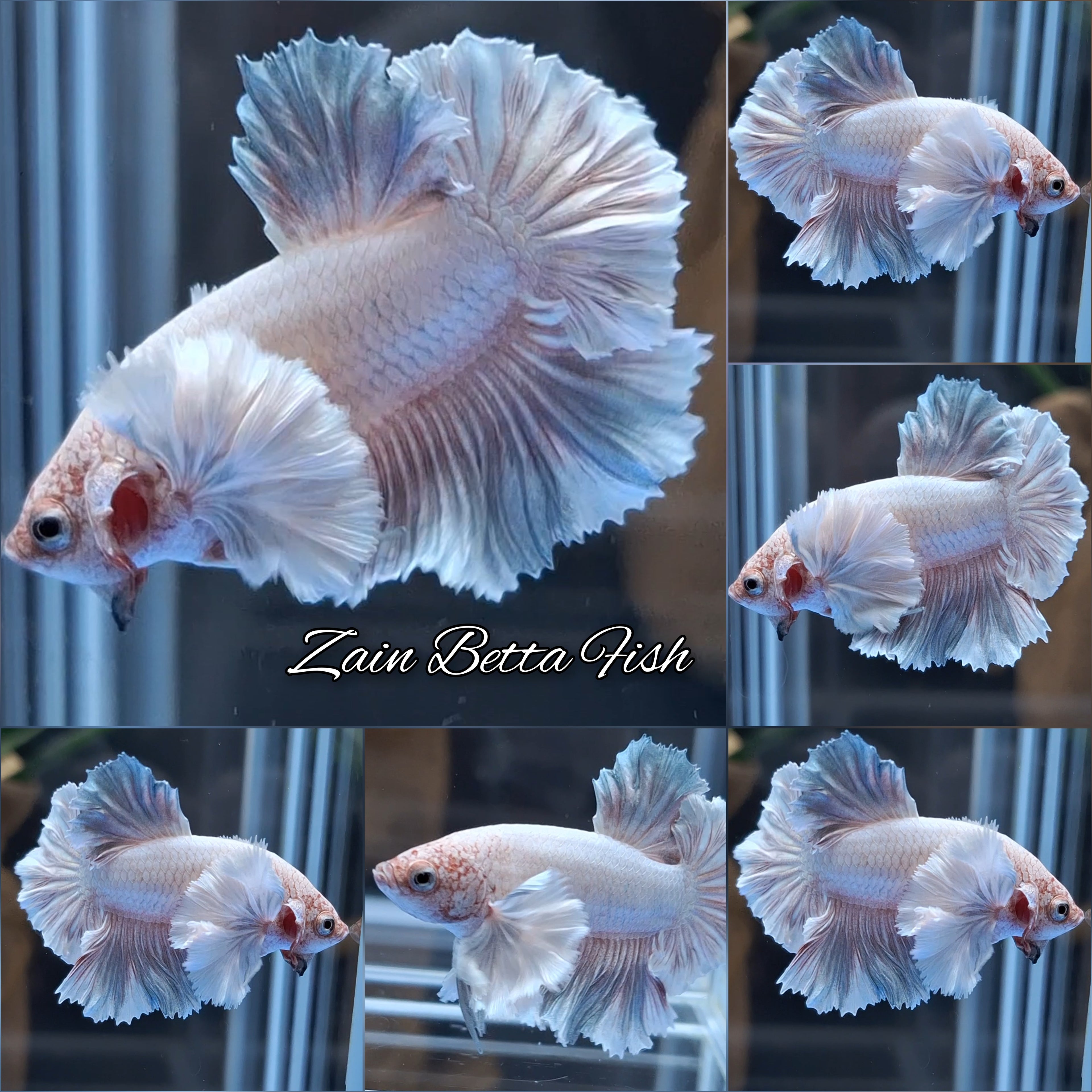 Premium Dumbo Ear Rare Plakat HMPK Betta Fish Male
